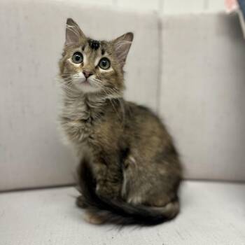 Domestic Short Hair Cats Available for Adoption - Skittles | PetCurious