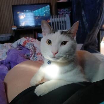 Persephone -  Domestic Short Hair Cat for Adoption in Enterprise, Alabama - Persephone | PetCurious