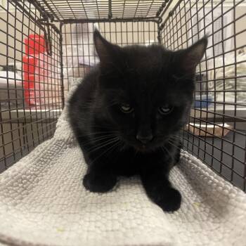 Palmer -  Domestic Short Hair Cat for Adoption in Chicago, Illinois - Palmer | PetCurious