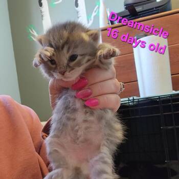 Domestic Long Hair Cats Available for Adoption - Dreamsicle C10623 | PetCurious