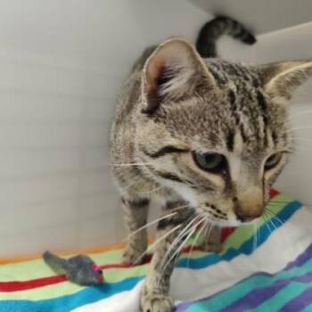 Domestic Short Hair Cats Available for Adoption in Voorhees Township, New Jersey - Wegmans | PetCurious