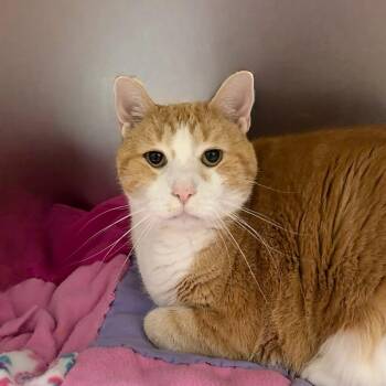 Sherlock -  Domestic Short Hair Cat for Adoption in State College, Pennsylvania - Sherlock | PetCurious