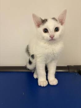 Iceman -  Domestic Short Hair Cat for Adoption in Salt Lake City, Utah - Iceman | PetCurious