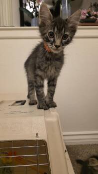 Rescue Domestic Short Hair Cats for Adoption in Gardnerville, Nevada - Mauga | PetCurious