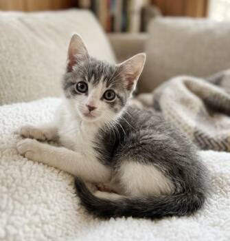 Mrs. Butterworth -  Domestic Short Hair Cat for Adoption in Long Beach, New York - Mrs. Butterworth | PetCurious