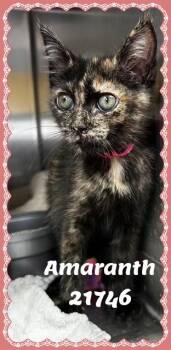 AMARANTH -  Domestic Short Hair and Tortoiseshell Cat for Adoption in Marietta, Georgia - AMARANTH | PetCurious