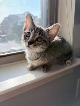 Inigo Montoya AM -  Domestic Short Hair Cat Available for Adoption in Greenville, South Carolina - Inigo Montoya AM | PetCurious