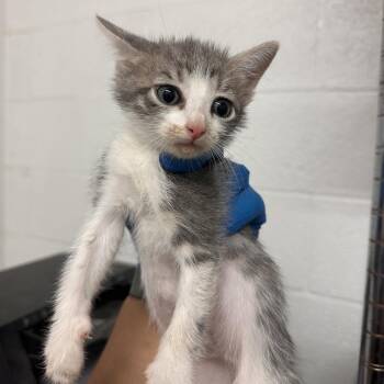 Domestic Short Hair Cats Available for Adoption in Edinburg, Texas - Crunchy Roll | PetCurious
