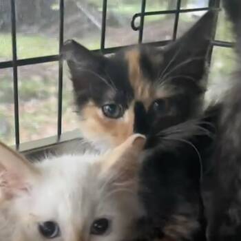 Rescue Domestic Medium Hair Cats for Adoption in Pahoa, Hawaii - Newbie I2 | PetCurious