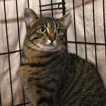 Brandy -  Domestic Short Hair Cat for Adoption in Mokena, Illinois - Brandy | PetCurious