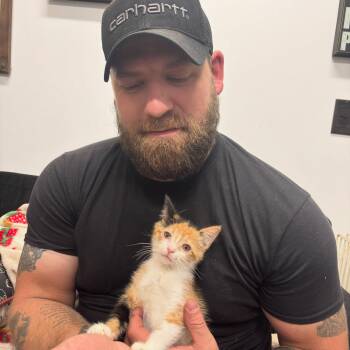 Mew -  Calico Cat for Adoption in Holland, Michigan - Mew | PetCurious