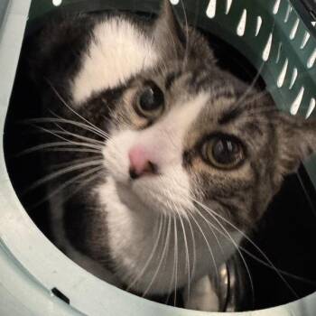 Jazzie -  Domestic Short Hair Cat for Adoption in Des Moines, Iowa - Jazzie | PetCurious
