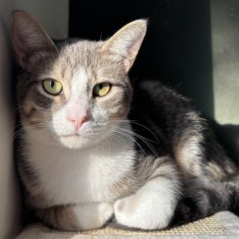 Percy (bonded with Dakota) -  Domestic Short Hair Cat for Adoption in Pickering, Ontario - Percy (bonded With Dakota) | PetCurious