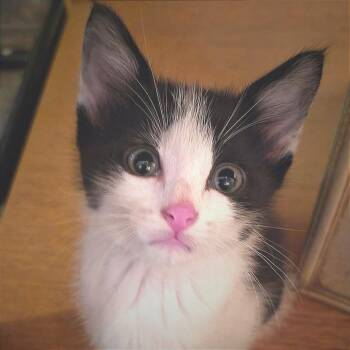 Obiwan -  Domestic Short Hair Cat for Adoption in Albert Lea, Minnesota - Obiwan | PetCurious