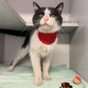 Domestic Short Hair Cats Available for Adoption in New York, New York - Chad | PetCurious