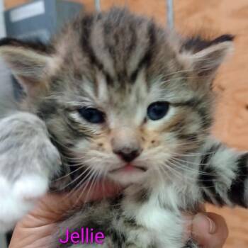 Jellie -  Domestic Short Hair Cat for Adoption in Grand Rapids, Minnesota - Jellie | PetCurious