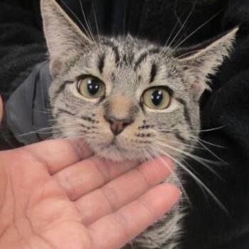 Phoebe -  Domestic Short Hair Cat for Adoption in Cumming, Georgia - Phoebe | PetCurious