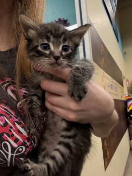 Rescue Domestic Short Hair Cats for Adoption in Town 