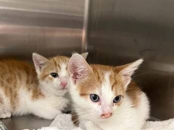 TOASTY -  Domestic Short Hair Cat for Adoption in Tustin, California - TOASTY | PetCurious