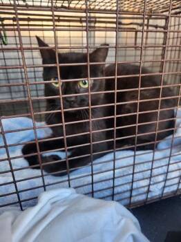 Domestic Short Hair Cats Available for Adoption - A802215 | PetCurious