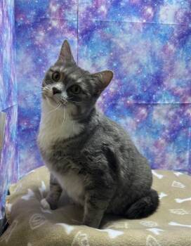 Netty -  Domestic Short Hair Cat for Adoption in Washington Court House, Ohio - Netty | PetCurious