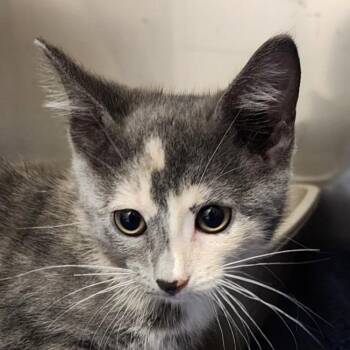 Starbuck -  Domestic Short Hair Cat for Adoption in Brenham, Texas - Starbuck | PetCurious