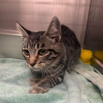 Layla -  Domestic Short Hair Cat for Adoption in Murray, Utah - Layla | PetCurious