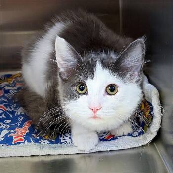 Josaphine -  Domestic Long Hair Cat for Adoption in Hannibal, Missouri - Josaphine | PetCurious