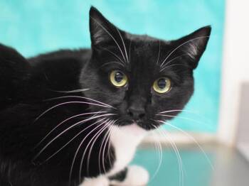 Prospero -  Domestic Short Hair Cat for Adoption in Portland, Oregon - Prospero | PetCurious