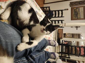 Rescue Domestic Short Hair Cats for Adoption in Morganton, North Carolina - Riverine | PetCurious