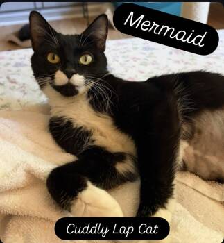 Mermaid, Willow Grove Area, (FCID 05/19/2026-79) -  Domestic Short Hair Cat for Adoption in Greenville, Delaware - Mermaid, Willow Grove Area, (FCID 05/19/2026-79) | PetCurious