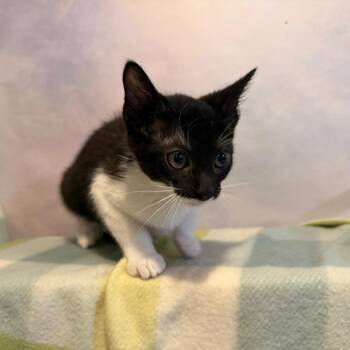 Luke Castellan -  Domestic Short Hair Cat for Adoption in Fredericksburg, Virginia - Luke Castellan | PetCurious