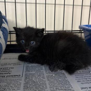 Commander Whiskers -  Domestic Short Hair Cat for Adoption in West Point, Mississippi - Commander Whiskers | PetCurious