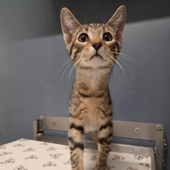 Shoestring -  Domestic Short Hair Cat for Adoption in Kennebunk, Maine - Shoestring | PetCurious