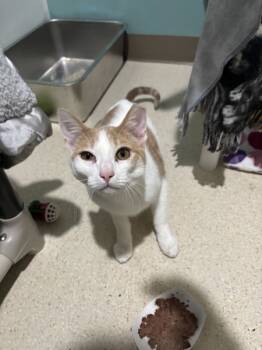 Rescue Domestic Short Hair Cats for Adoption in Sherwood, Oregon - Rocky | PetCurious