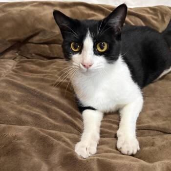 Patty -  Domestic Short Hair Cat for Adoption in Tylertown, Mississippi - Patty | PetCurious