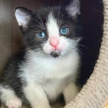 Domestic Short Hair Cats Available for Adoption in Franklin, Tennessee - Bam | PetCurious