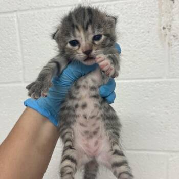 Sasha -  Domestic Short Hair Cat for Adoption in Edinburg, Texas - Sasha | PetCurious