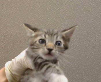 A926135 -  Domestic Short Hair Cat for Adoption in Sacramento, California - A926135 | PetCurious