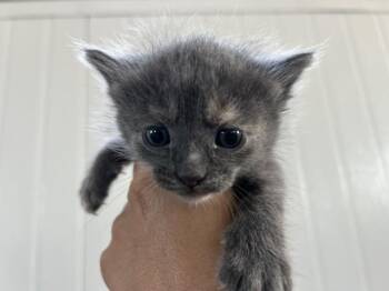 MILKY WAY -  Domestic Medium Hair Cat for Adoption in San Bernardino, California - MILKY WAY | PetCurious