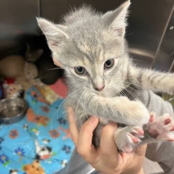 Rescue Domestic Short Hair Cats for Adoption in Wappingers Falls, New York - Mocha | PetCurious