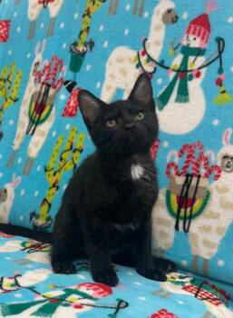 Theodore - Sponsored by Krystal -  Domestic Short Hair Cat for Adoption in Newberg, Oregon - Theodore - Sponsored By Krystal | PetCurious
