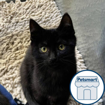 Rescue Domestic Short Hair Cats for Adoption in Walla Walla, Washington - Larry | PetCurious