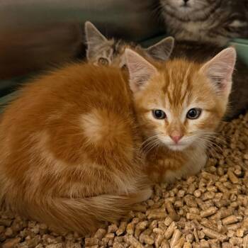 Oopsie Bear -  American Shorthair Cat for Adoption in Cody, Wyoming - Oopsie Bear | PetCurious