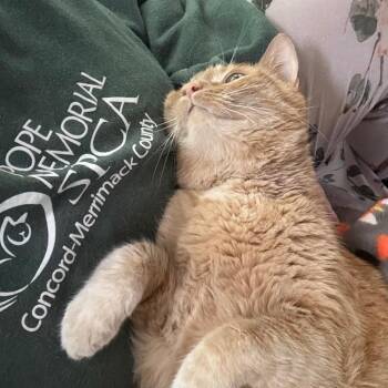 Tadpole -  Domestic Short Hair Cat for Adoption in Concord, New Hampshire - Tadpole | PetCurious