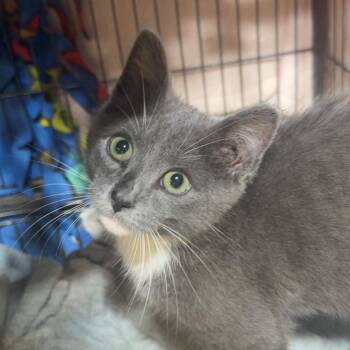 Sugar -  Domestic Short Hair Cat for Adoption in West Des Moines, Iowa - Sugar | PetCurious