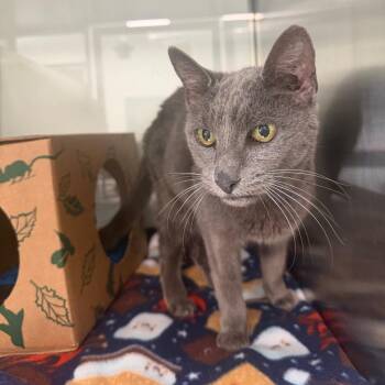 Kaukini -  Domestic Short Hair Cat for Adoption in Reno, Nevada - Kaukini | PetCurious
