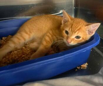 NASA -  Domestic Short Hair Cat for Adoption in Easton, Maryland - NASA | PetCurious