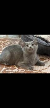 Kramer -  Domestic Short Hair Cat for Adoption in St. Louis, Missouri - Kramer | PetCurious