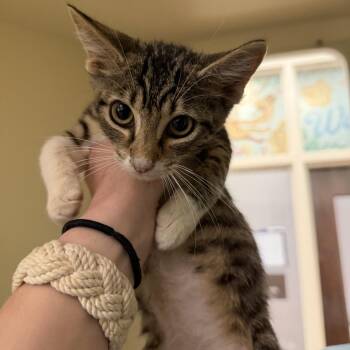 Nicky -  Domestic Short Hair Cat for Adoption in Hattiesburg, Mississippi - Nicky | PetCurious